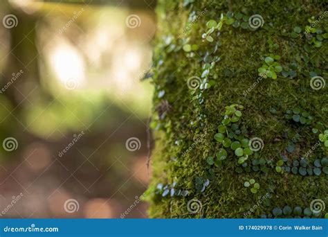 Close Up View Of Vivid Green Moss Covered Tree Trunk Stock Photo