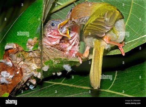 Red Fronted Tailorbird Red Fronted Tailorbirds Songbirds Animals