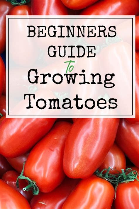 Beginners Guide To Growing Tomatoes High Country Farms