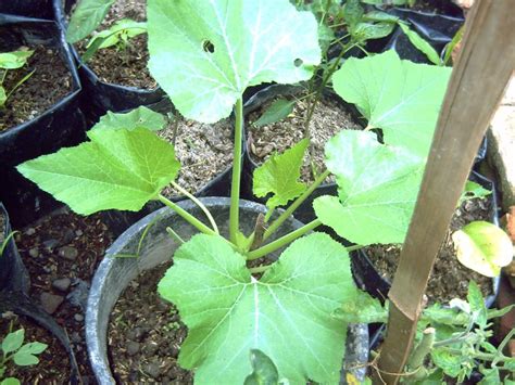 We did not find results for: Tropical Gardener: Growing Zucchini from Seeds