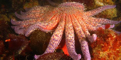 Starfish Deaths Alarm Vancouver Aquarium Video