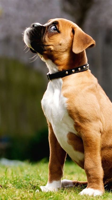 Seriously, you're going to wonder how much. Top 5 Most Affectionate Dog Breeds Breed#01 Boxer The ...