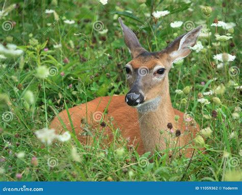 Whitetail Deer In Grass Stock Photo Image Of Outdoor 11059362
