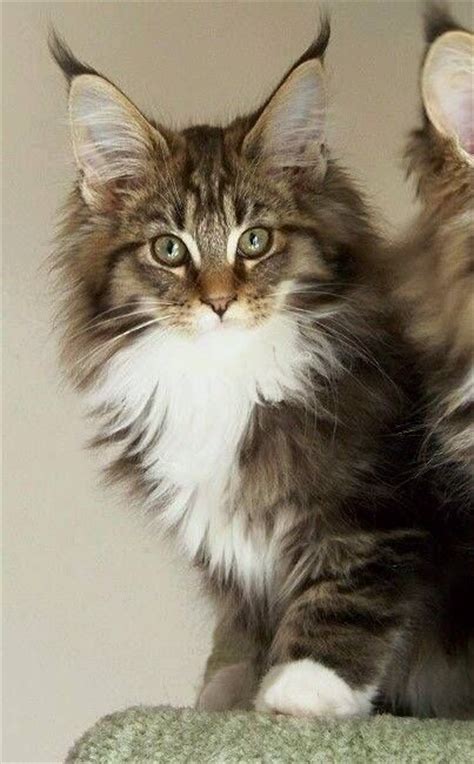 642 Best Beautiful Maine Coon Cats ️ Images On Pinterest
