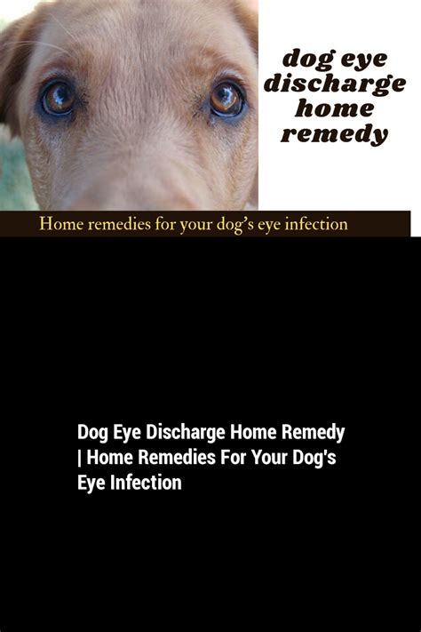 Dog Eye Discharge Home Remedy Home Remedies For Your Dogs Eye