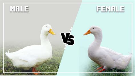 Pekin Duck Male Vs Female What Are The Differences Identify