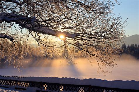 Dawn Morning Snow Trees Frost Winter Fog Sunrise Wallpaper