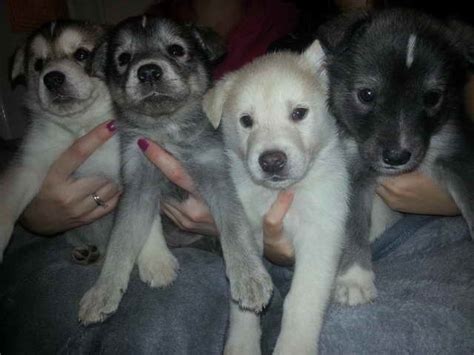 Tua henry on free husky puppies craigslist. Husky Lab Mix Puppies For Sale Near Me | PETSIDI