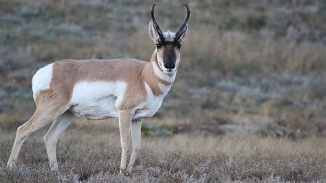 Pronghorn Season 2015 Ndgnf Youtube