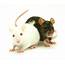 Animals Mice Wallpapers HD / Desktop And Mobile Backgrounds