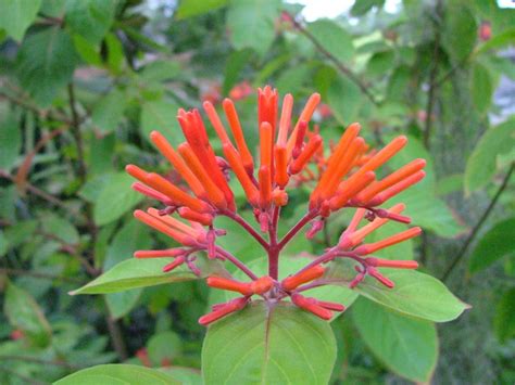 Flowers appear in florida in early spring before its leaves appear. Firebush. Florida native plants | Index of /Plants/Florida ...
