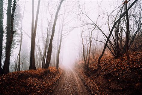 Wallpaper Fog Autumn Nature Roads Forest Trees 600x399