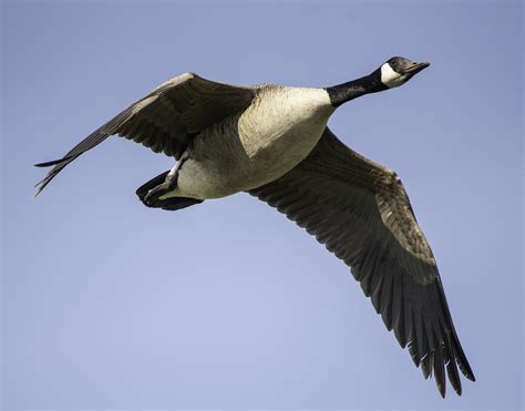 Canadian Goose Kanadensiska Gäss Gratis Foto På Pixabay Pixabay