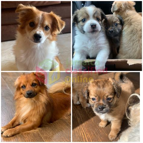 Chihuahua Pomeranian Mixed Puppies For Sale Kingston