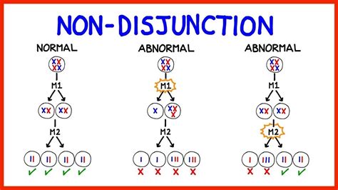 Chromosomal Abnormalities Aneuploidy And Non Disjunction Youtube