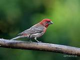 House Finch Birdhouse Pictures