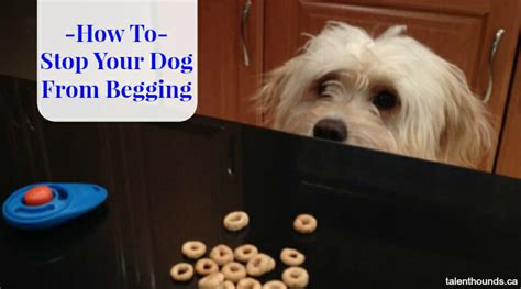 How To Stop Your Dog From Begging At The Dinner Table