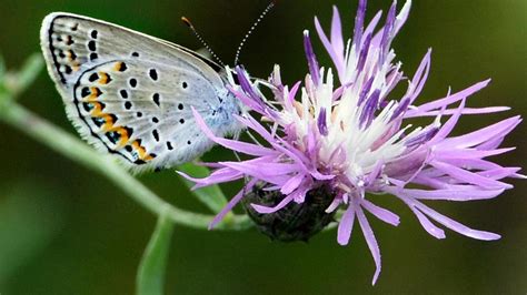 Karner Blue Butterfly Exceeds Recovery Goals 25 Years