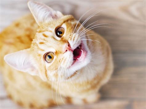 15 users explained the cat's meow meaning. Feline Excessive Meowing & Yowling - Top Reasons Why Cats ...