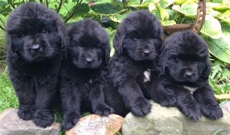 Newfoundland Puppies 10 Tips For Taking Care Of Them