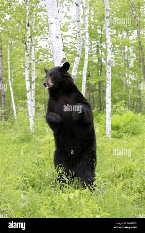Aufrecht Stehend Standing Upright Bear Bears North America North