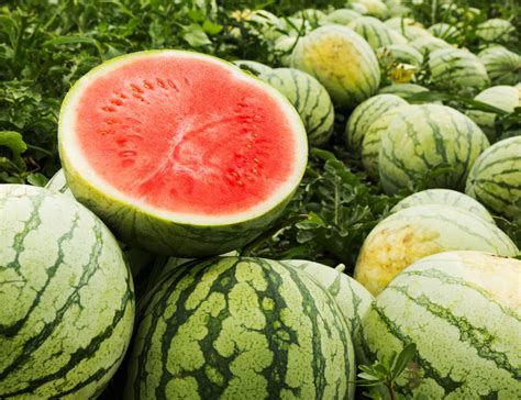 Three tips to pick out a sweet watermelon | AgriLife Today