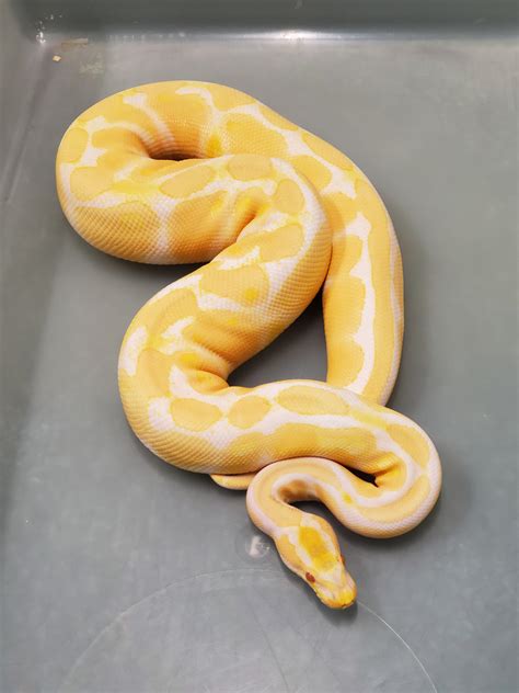 2012 Russo Albino Ball Python Female Rsnakes