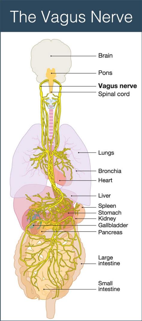 Kids Chiropractic And The Vagus Nerve