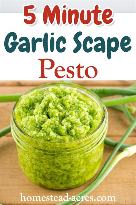 5 Minute Garlic Scape Pesto Nut Free Homestead Acres