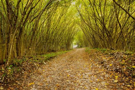 Path In A Forest With Branches And Shrubs Forming A Tunnel Stock Photo