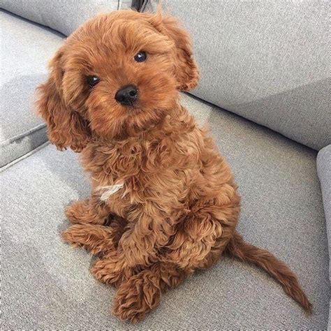 Brown Puppy Cute Fluffy Puppies Cavapoo Puppies Fluffy Puppies