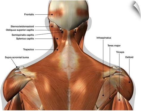 Neck Muscle Diagram Muscular System Anatomy And Physiology Nurseslabs