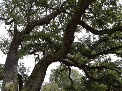 Two Hampton Trees Witnessed Start Of Virginia Slavery Beginnings Of