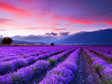 Sunset Over Lavender Field With Images Lavender Fields Beautiful