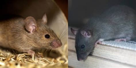 Mice Vs Rats Whats The Difference Between A Mouse And A Rat
