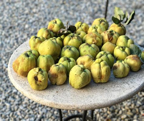 What Is Quince Its An Apple And Pear Hybrid You Need To Try