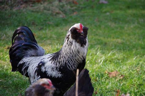 Ameraucana Chicken Complete Care Guide And Breed Profile