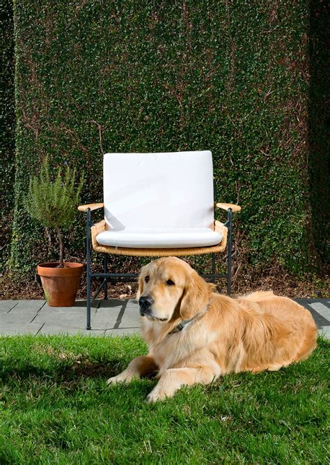 Puppies available now 5 females & 3. Golden Retriever Puppies Houston Texas - Animal Friends
