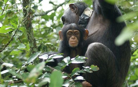 Tusk The Chimpanzee Conservation Center