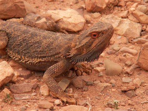 Bearded Dragons In The Wild Can Be Found Over Much Of Australia From