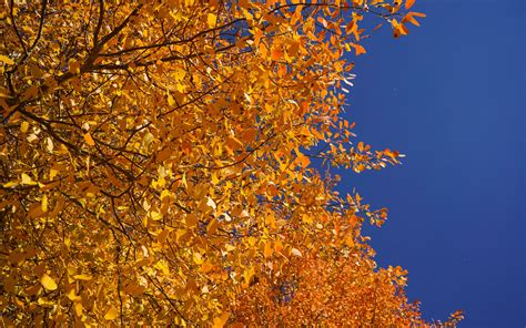 Download Wallpaper 3840x2400 Tree Branches Leaves Yellow Autumn 4k
