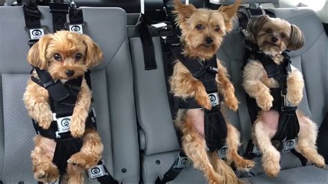 Car dog harnesses keep your pup safe in an accident or during sudden stops. One of the safest dog car seat harnesses in the world ...