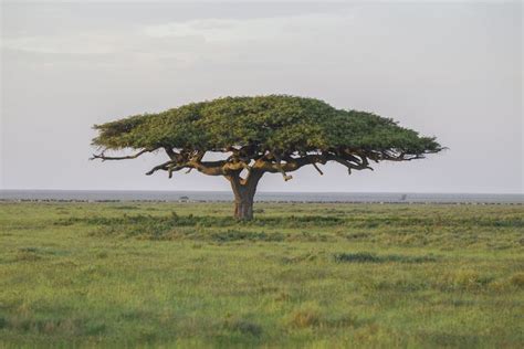 African Savanna Acacia Tree Pets Lovers