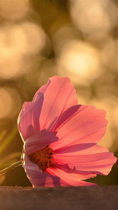 Wallpaper One Pink Flower Close Up Petals Backlight 3840x2160 Uhd 4k