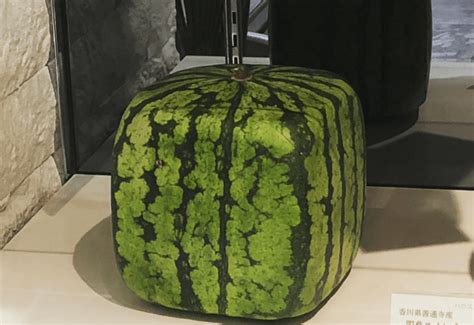 Japanese Farmers Are Growing Square Watermelons Heres Why Gulfbuzz