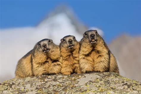 Grossglockner Marmots Bing Wallpaper Download