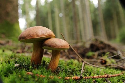 Oregon Looks To Legalize Magic Mushrooms