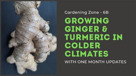 Growing Gingerturmeric In Colder Climates 1 Month Update Youtube