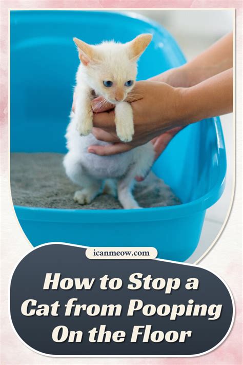 How To Stop A Cat From Pooping On The Floor I Can Meow