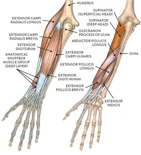 Arm Muscle Diagram Labeled Simple Muscles Of The Lower Arm And Hand
